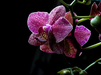 Phalaenopsis II photo