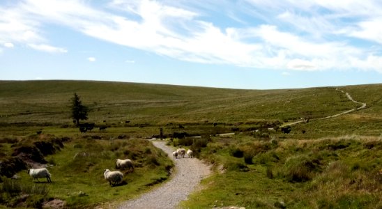 IMG 20200720 105301 Nun's Cross ( Siward's Cross ), Princetown , Dartmoor National Park, Devon , UK photo