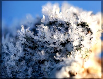 Frost photo