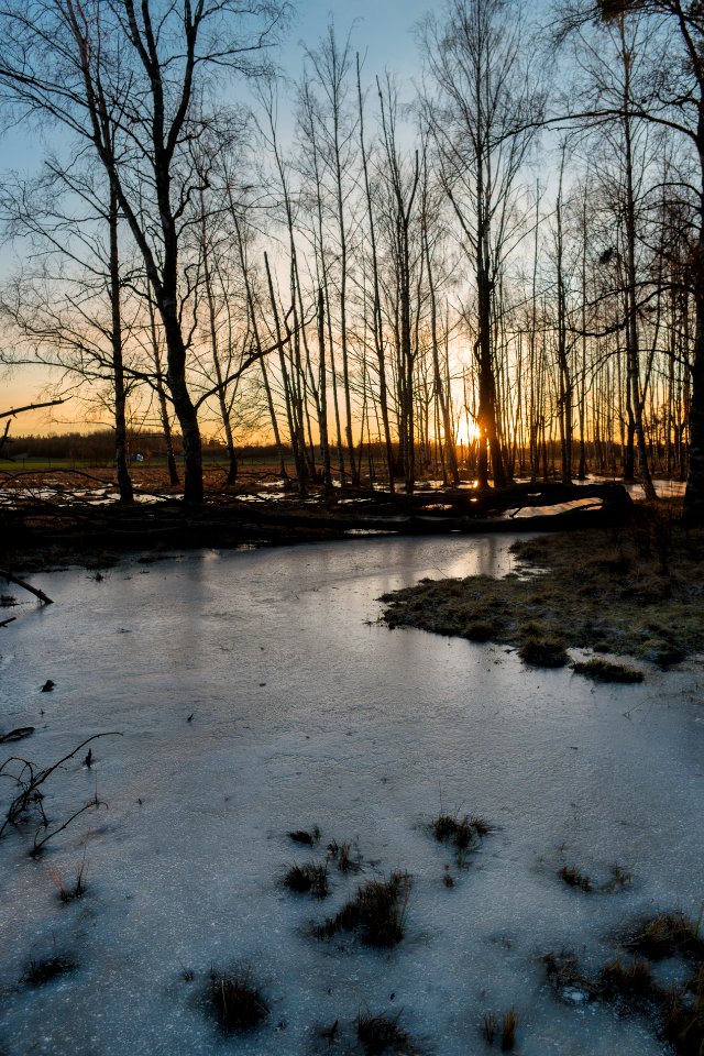 Ice Forest photo