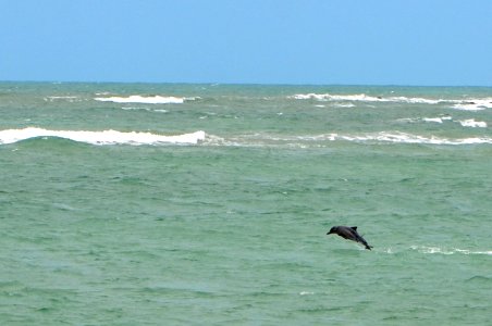 Junior Santos Baia dos Golfinhos Tibau RN photo