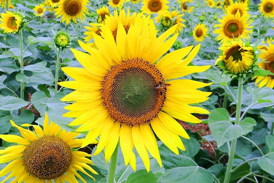 Insect india yellow