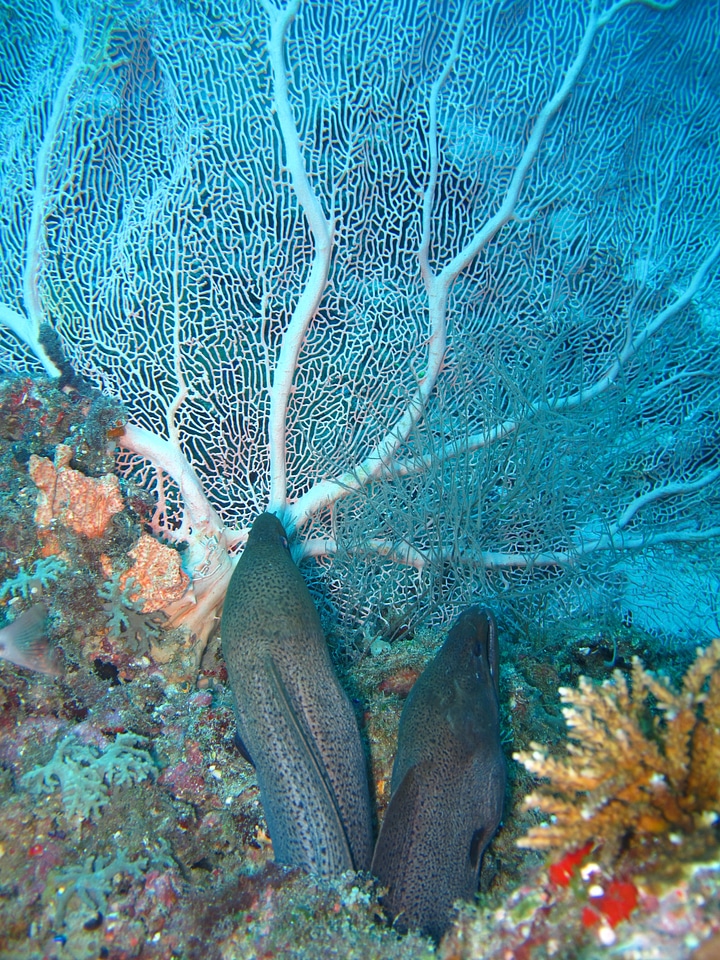 Moray eels sea maldives
