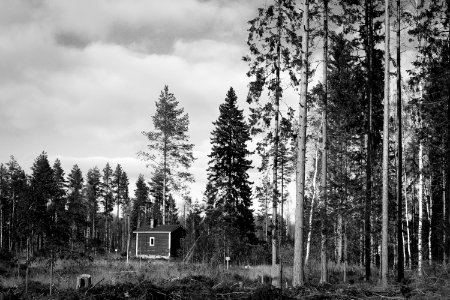 Shed in the woods photo