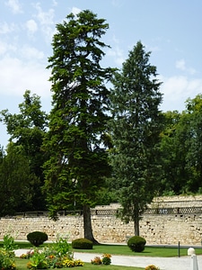 Wood blue sky