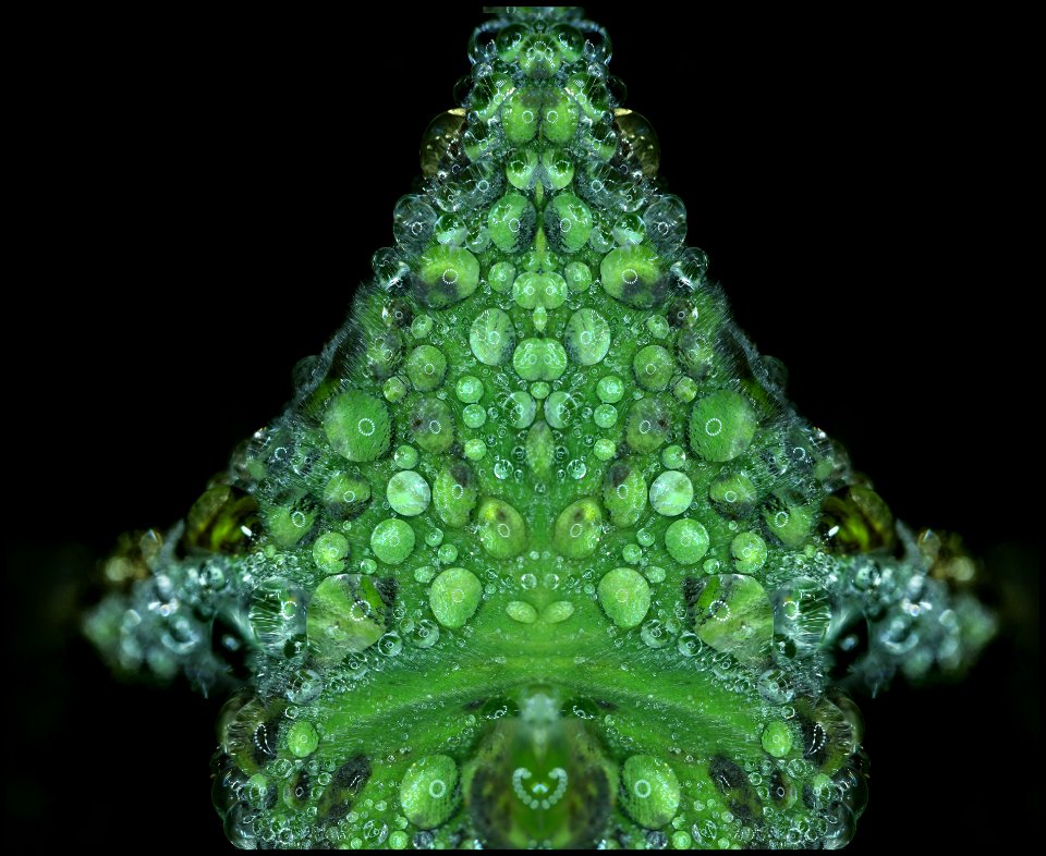 Alchemilla mollis leaf