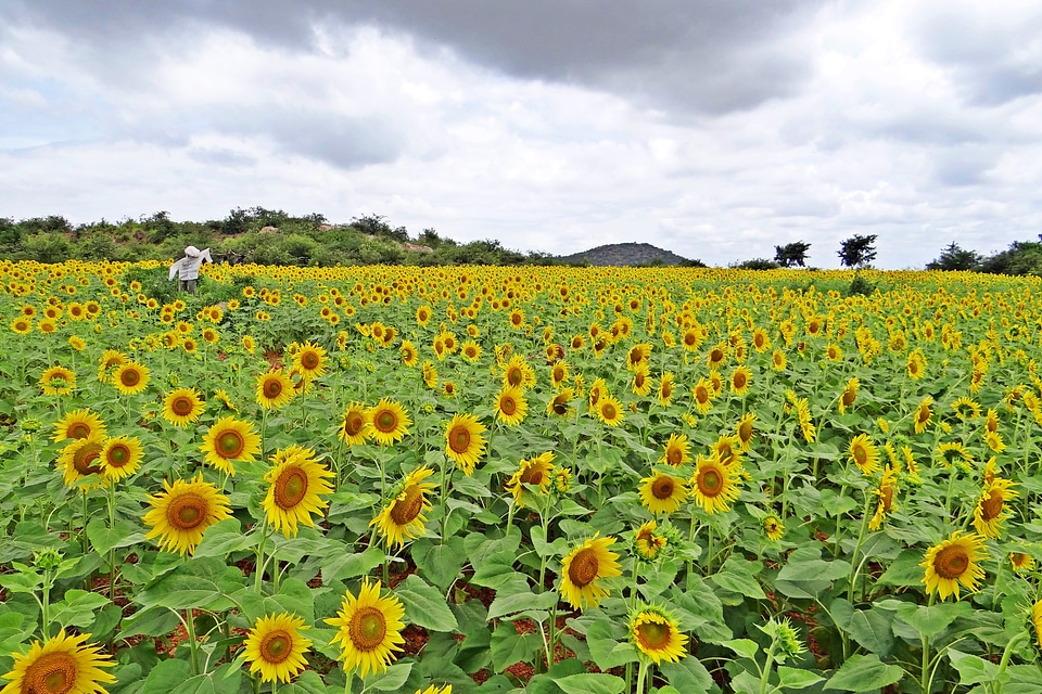 Yellow sunflowers agriculture