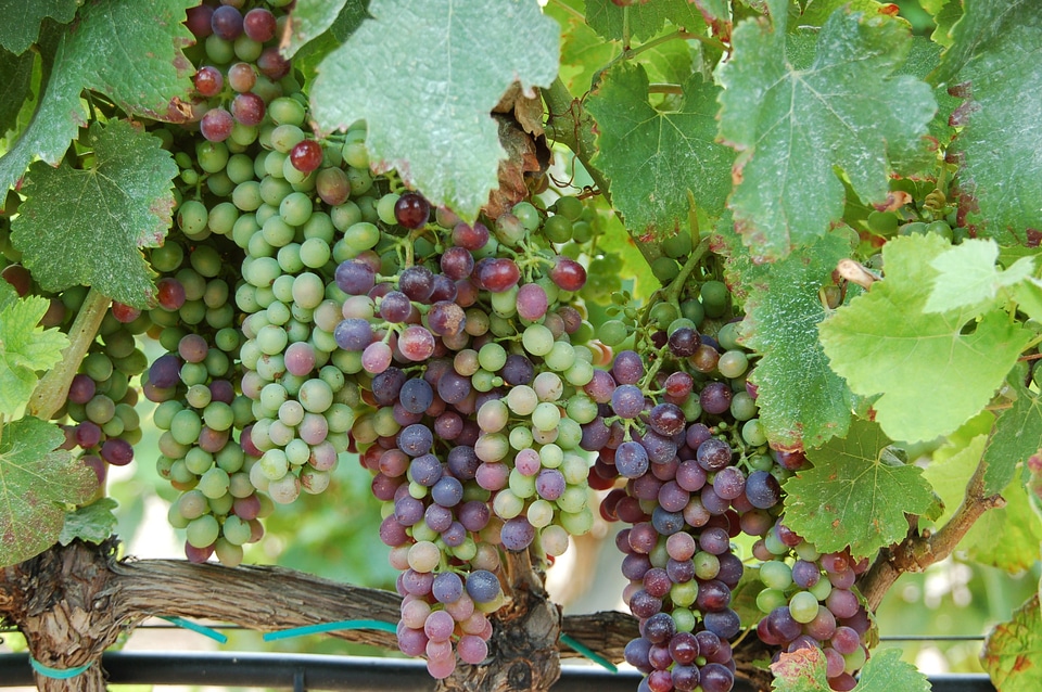 Grapes wine spain
