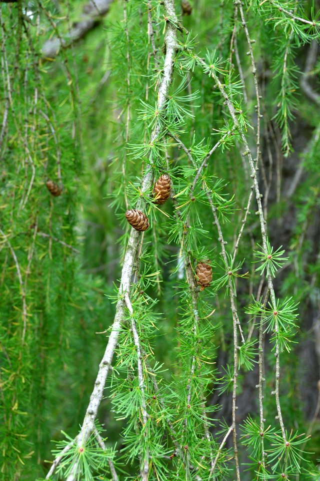Cones