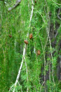 Cones