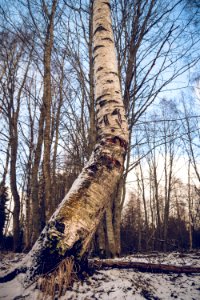 Twisted birch photo