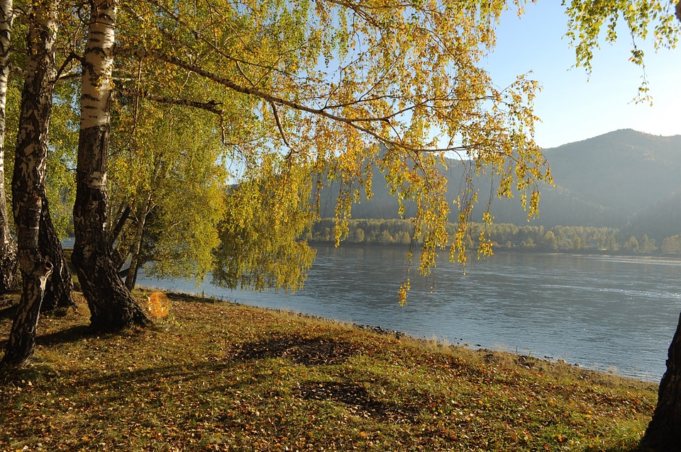Branches river yellow