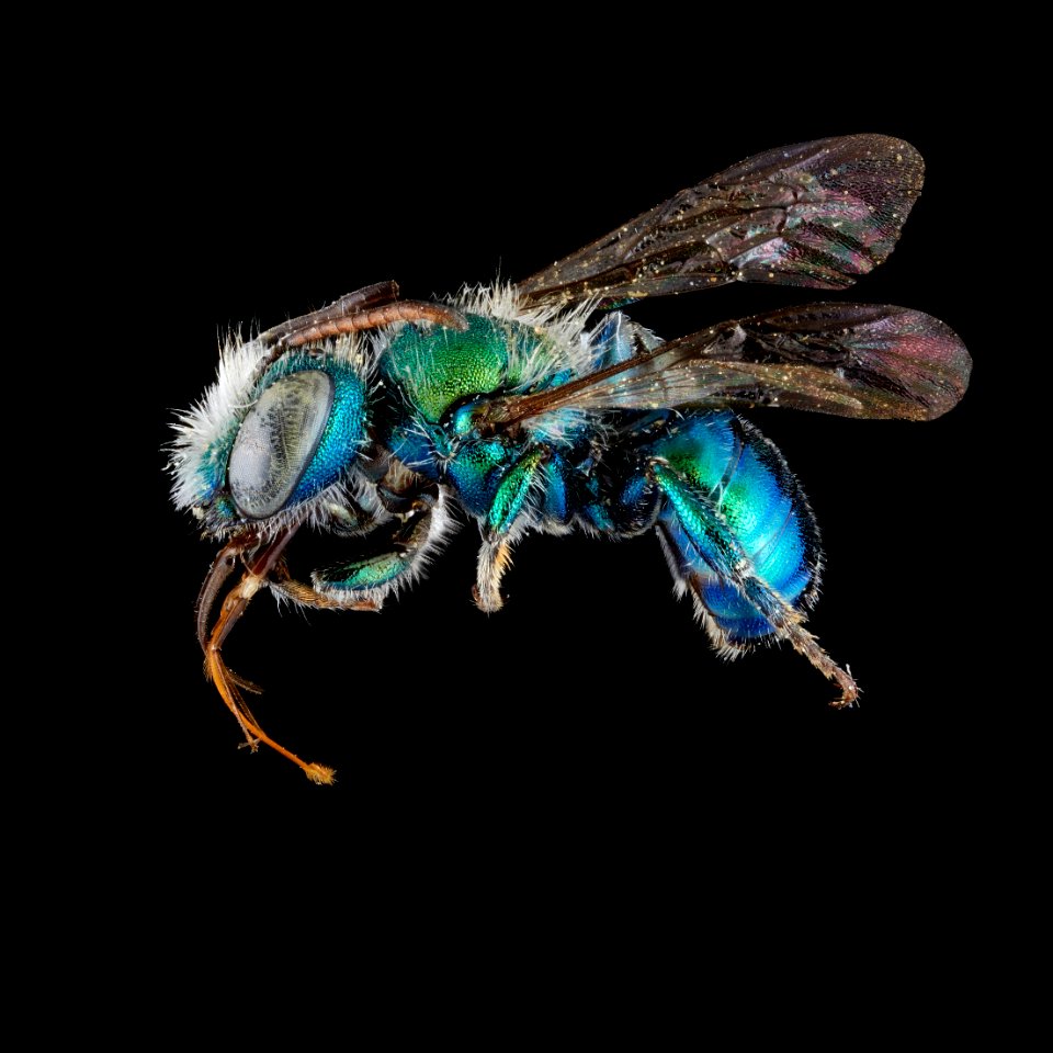 Osmia kincaidii male