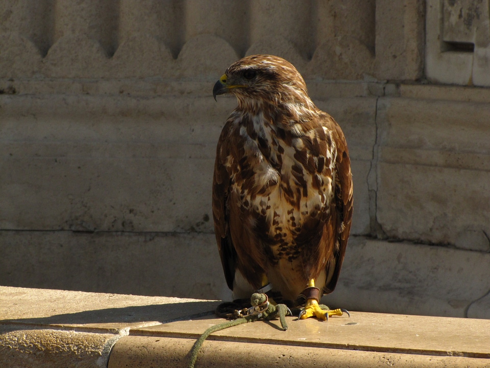 Bird falcon places of interest