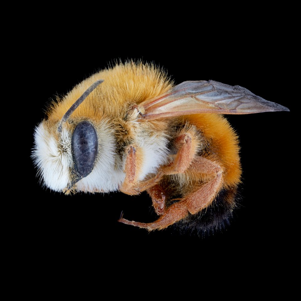 Megachile sicula male