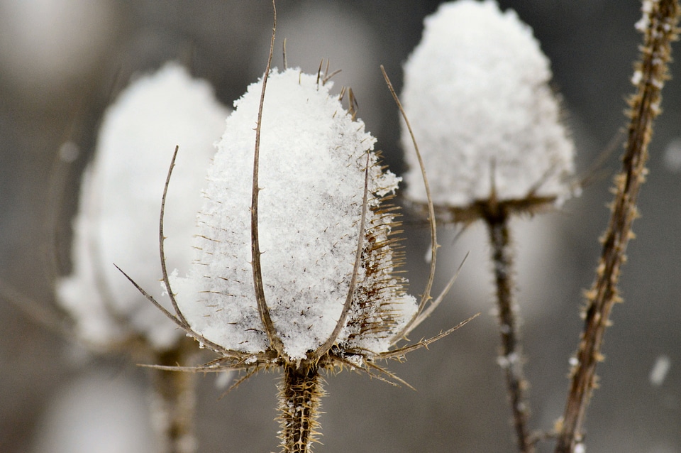 Wildflower sharp snow