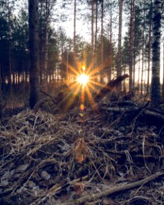 Forest sunset photo