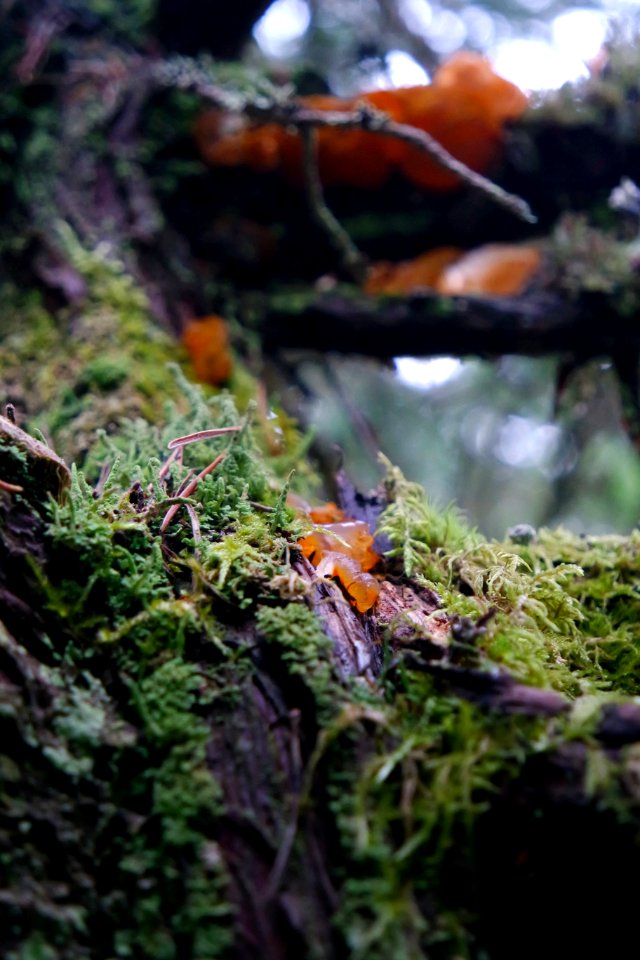 Exidia saccharina fungus