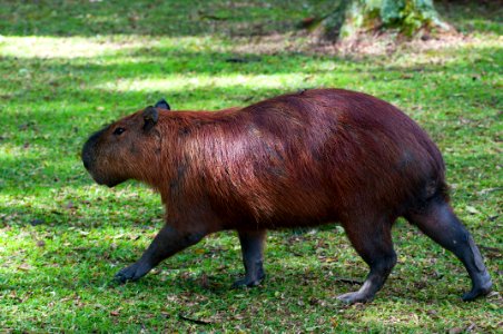 RenatoSoares Parque Barigui Capivara Curitiba PR