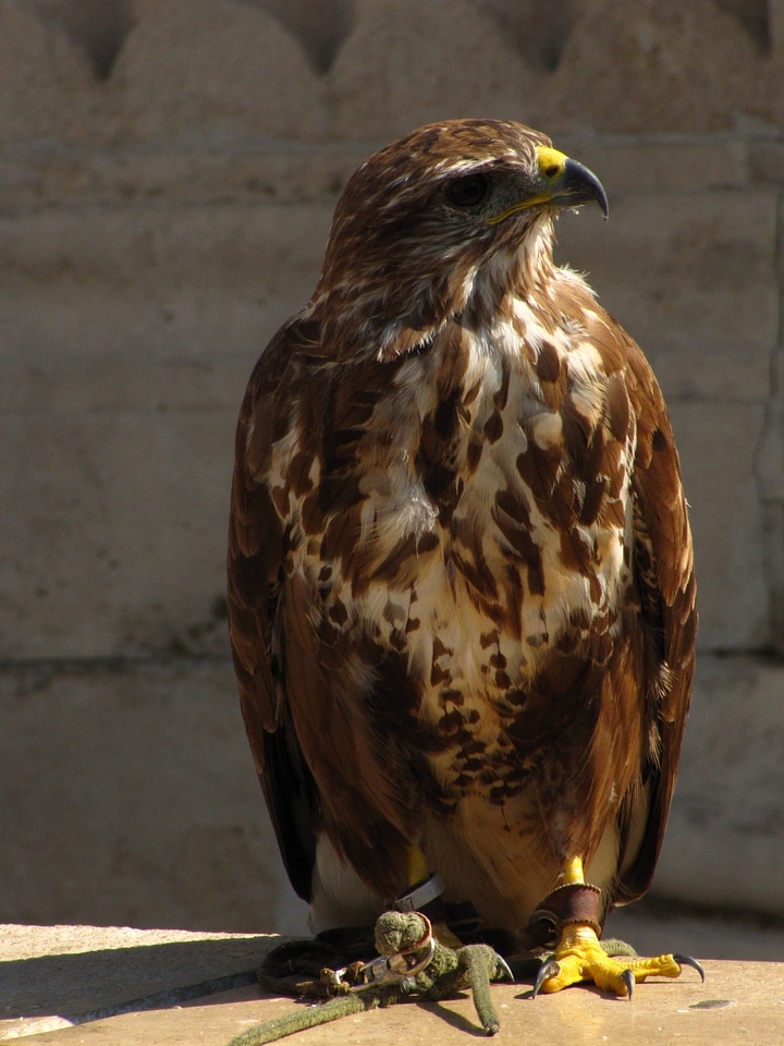 Bird falcon places of interest