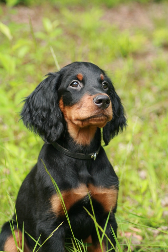 Dog sitting gordon setter
