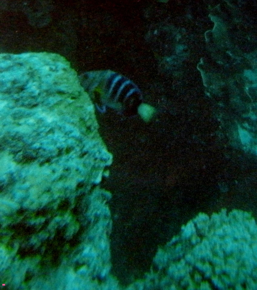 MAORI WRASSE - GREAT BARRIER REEF - AUSTRALIA