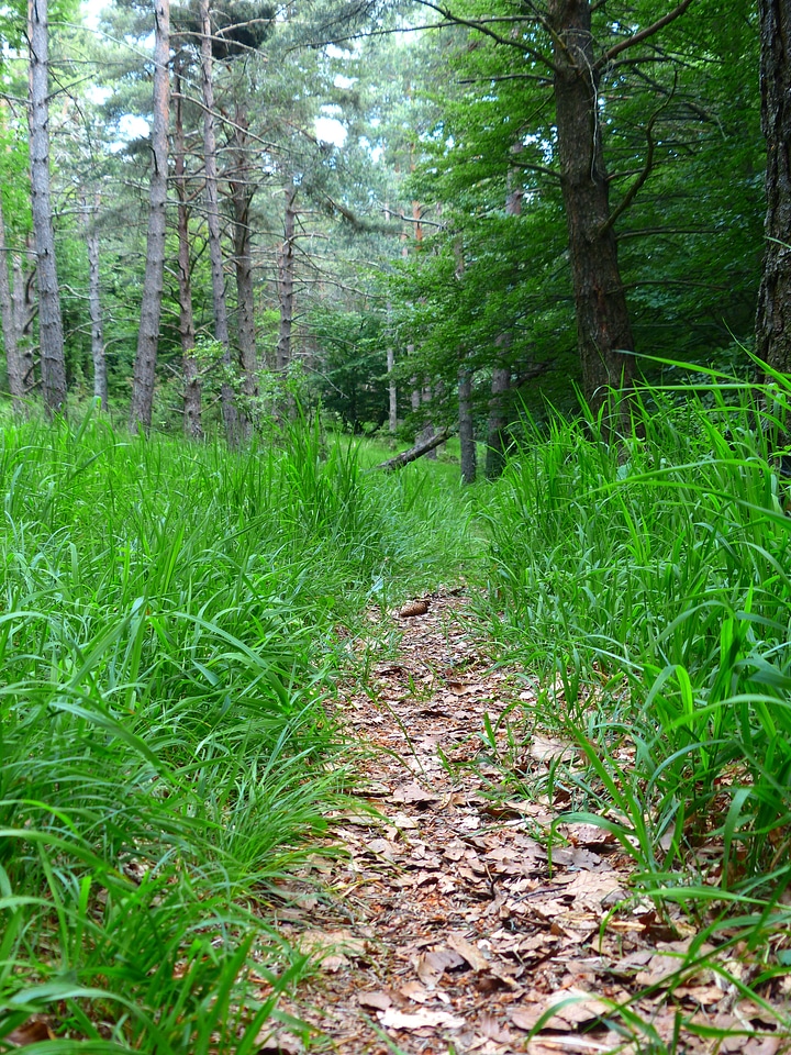 Grass trail forest path