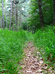 Grass trail forest path