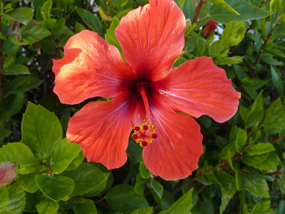 Hibiscus red mallorca
