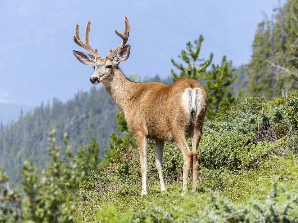 Animal antlers mammal