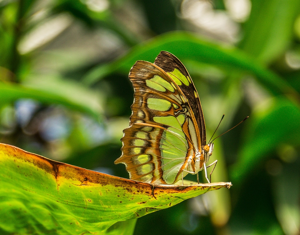 Insect macro green