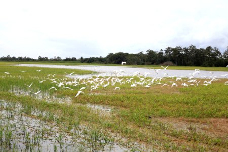 AdalmirChixaro Rio Uiacurapá Parintins AM