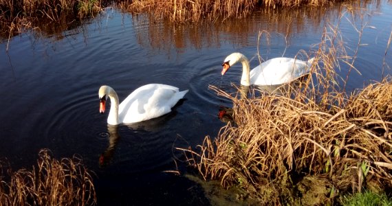 IMG 20200118 113229 Swans , Braunton Burrows , Velator Quay , Braunton, North Devon