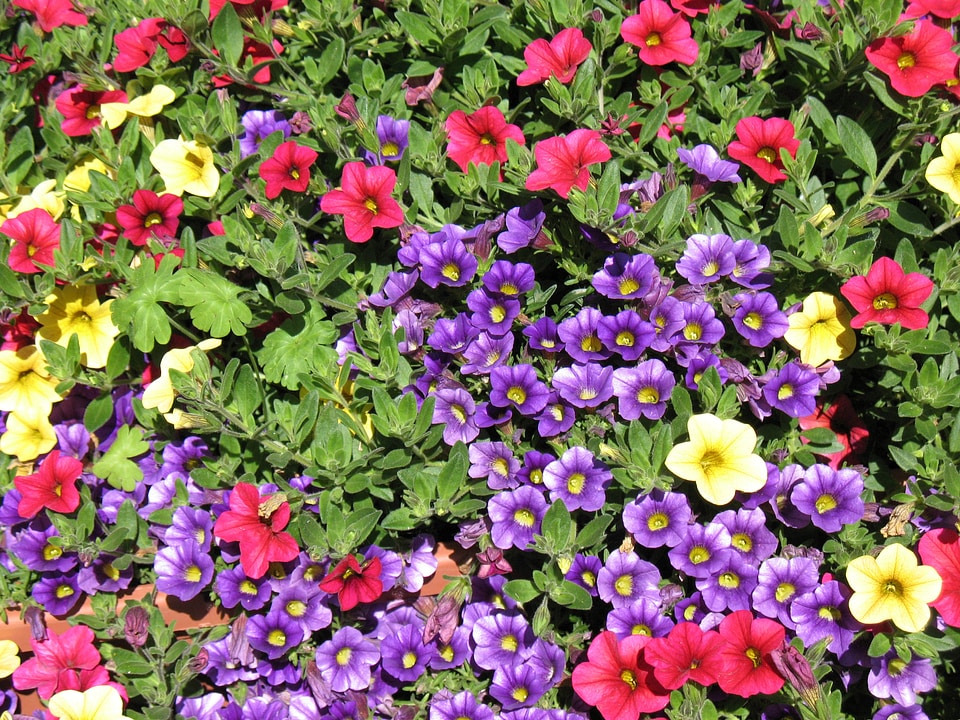 Colorful garden spring photo