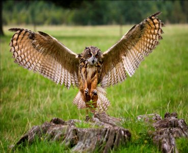 Indian eagle-owl