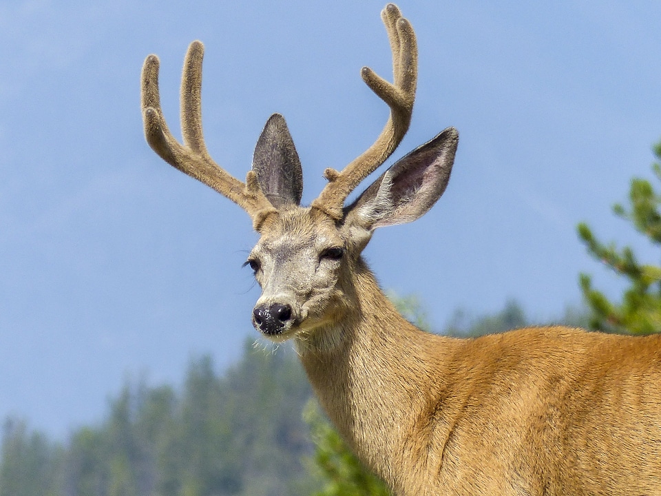 Animal antlers mammal