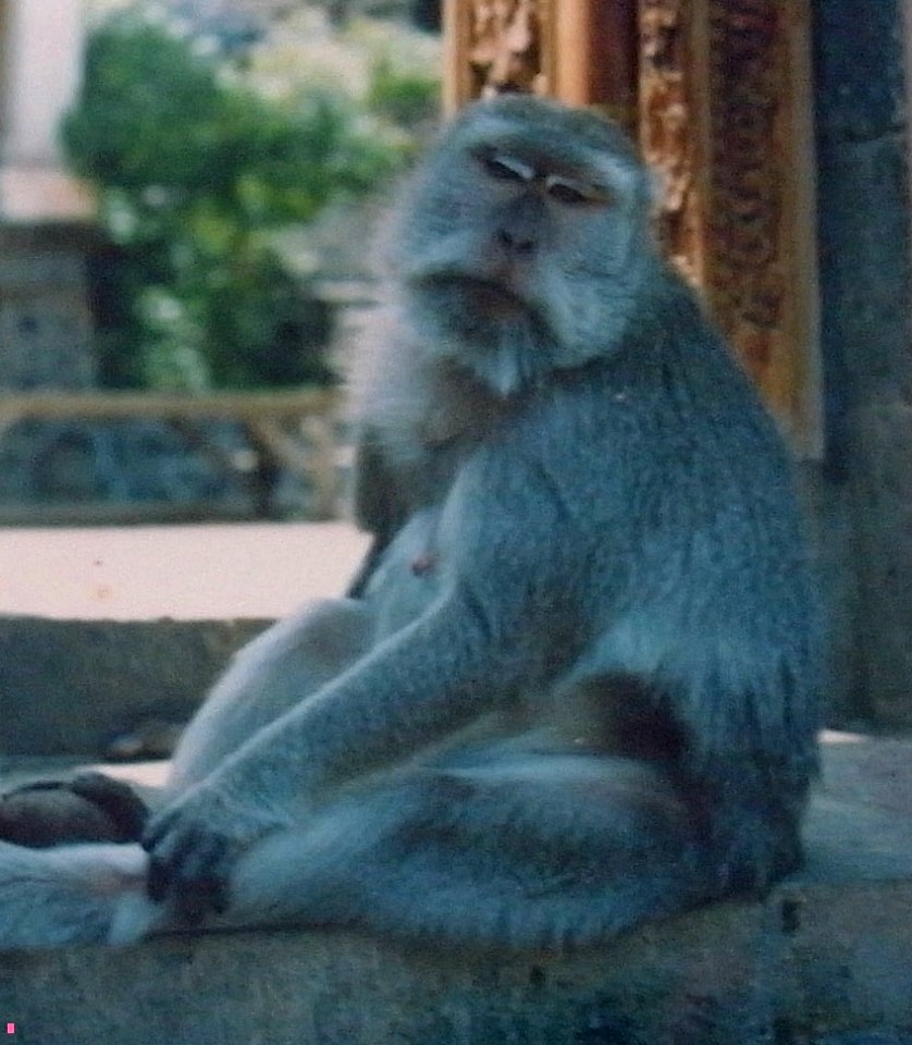 MONKEY - BALI - INSONESIA