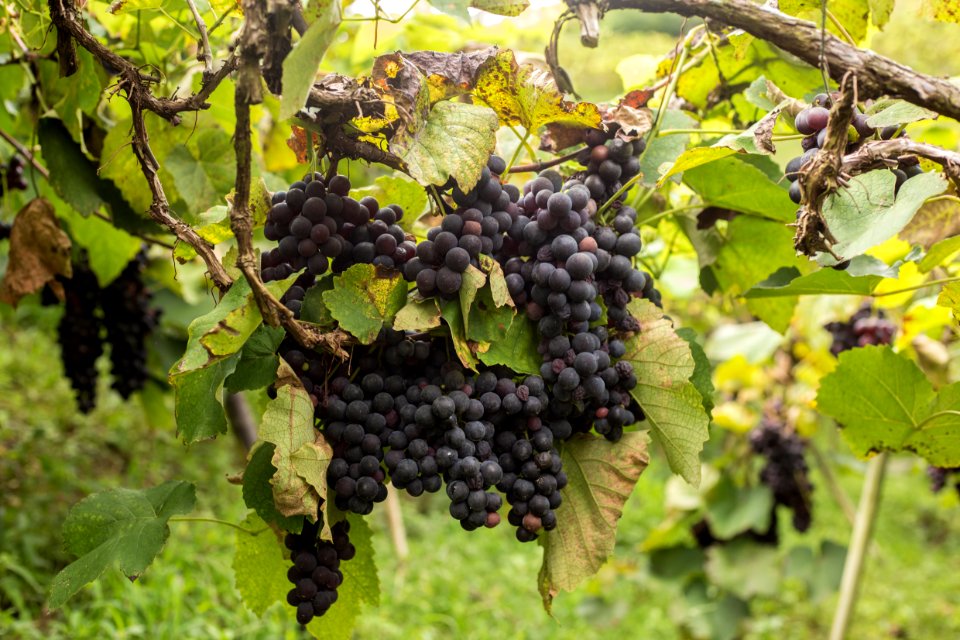 VitorJubini VinicolaTonole VendaNova ES