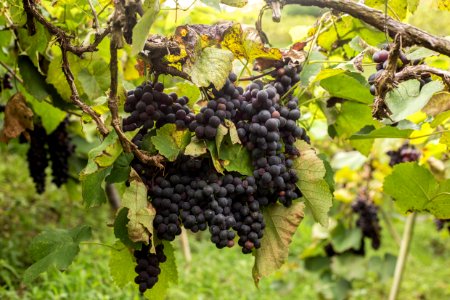 VitorJubini VinicolaTonole VendaNova ES