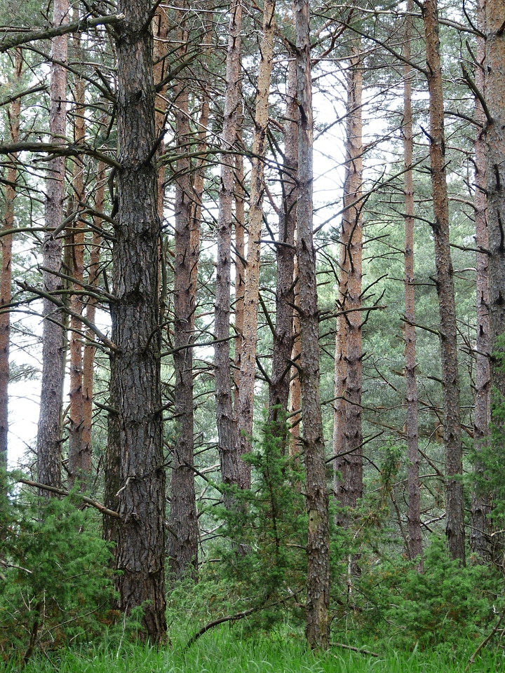 Tree trunks forestry pine