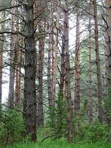 Tree trunks forestry pine