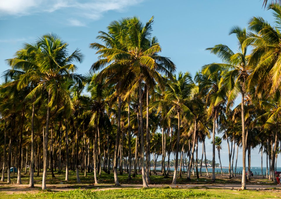BRUNO LIMA PRAIA DE MARACAIPE IPOJUCA PE