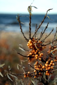 Sea Buckthorn photo