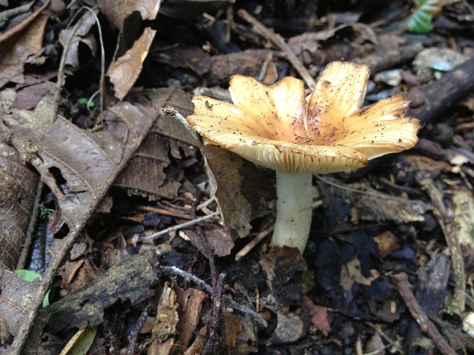 Forest mushroom texture