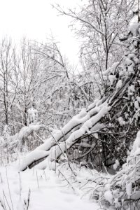 Fallen trees covered in snow. photo