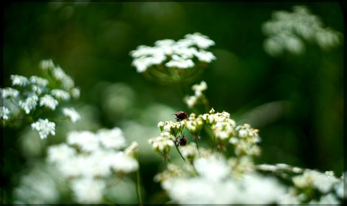 helios Cow Parsley