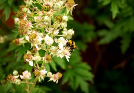 Bumblebee on a blackberry flower photo