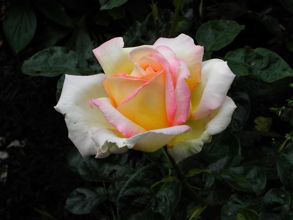 Spring rose petals flower