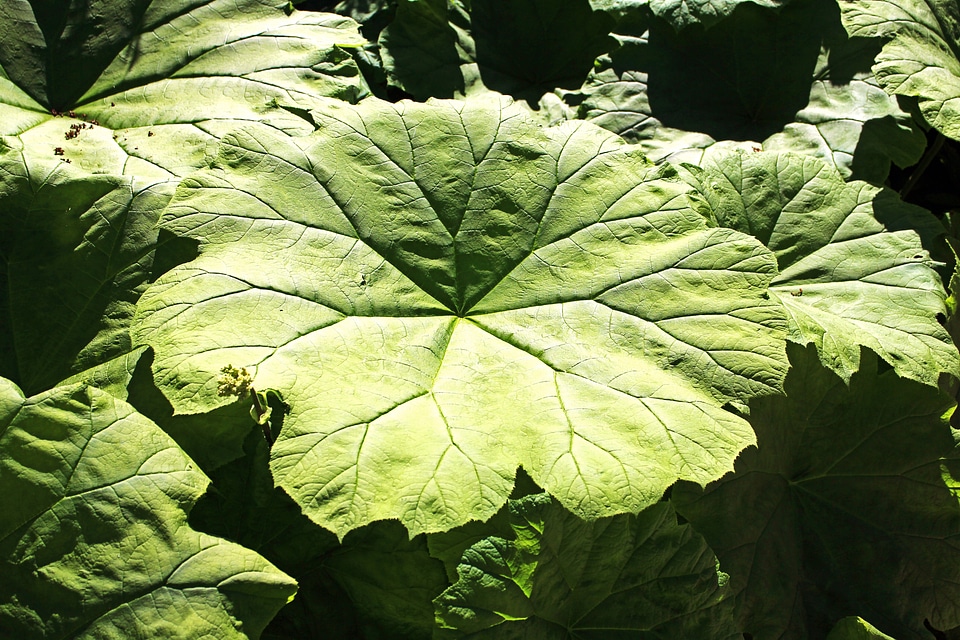 Giant leaf green leaves