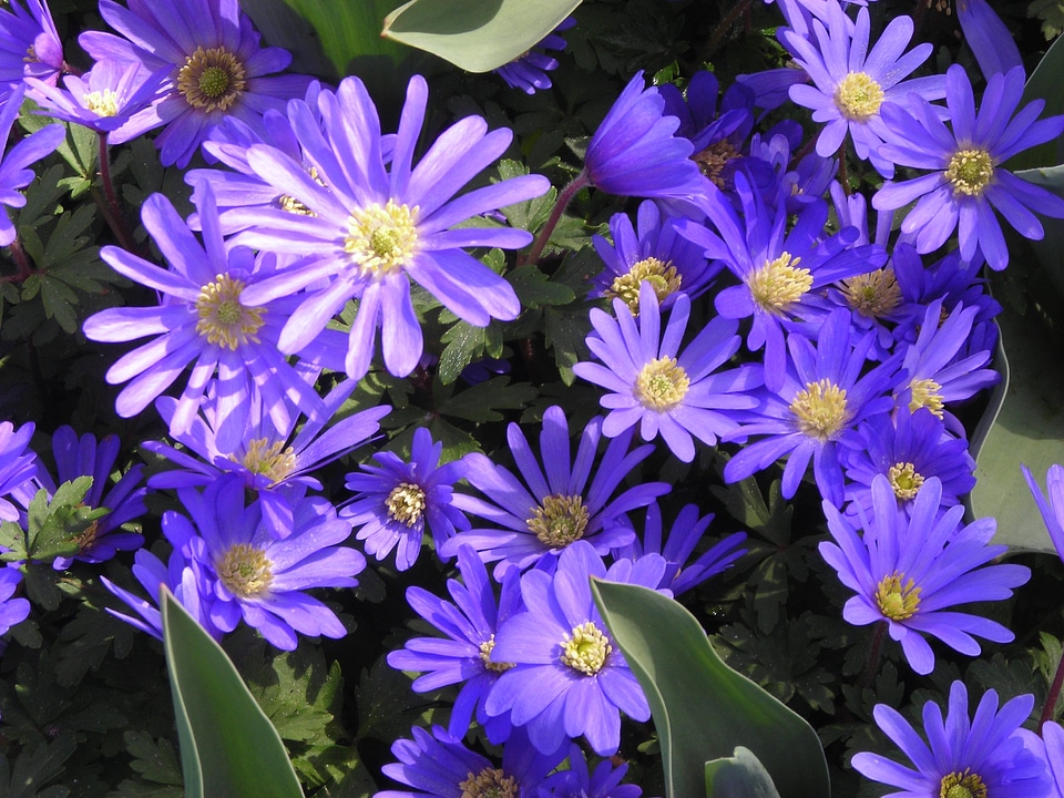 Purple fr�?hlingsanemone flower